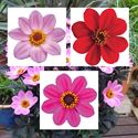 Afbeelding van Ej Dahlia Divers
